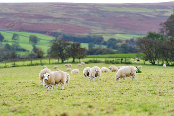 Field of white sheep in the highlands in Sky,Mountain range at sunset,Beautiful mountains landscape view,England , United of kingdom,UK