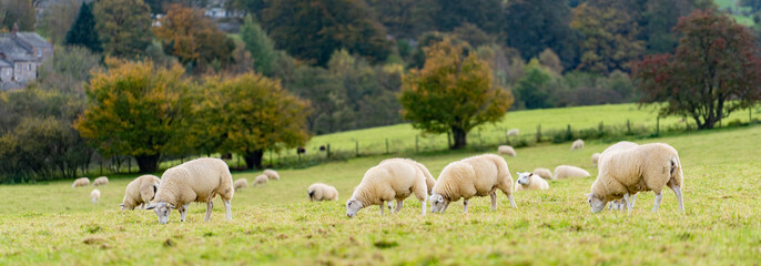 Field of white sheep in the highlands in Sky,Mountain range at sunset,Beautiful mountains landscape...