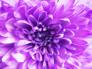 Background from purple chrysanthemum flower. Holidays concept valentine's and women day