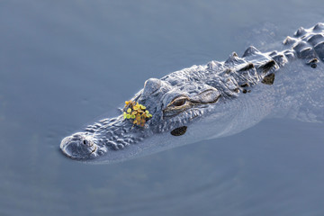 A wild, American Alligator (Alligator mississippiensis) basks in the evening light in a central Florida pond.