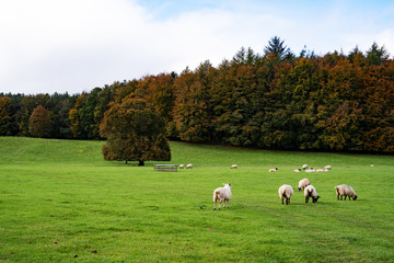 Field of white sheep in the highlands in Sky,Mountain range at sunset,Beautiful mountains landscape...