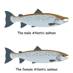 The male and female Atlantic salmon (Salmo salar) are isolated on the white background.