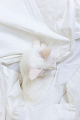 Fototapeta na wymiar White cat on a white sheet. View from above. The concept of pets, comfort, caring for animals, keeping cats in the house. Light image, minimalism, copyspace.