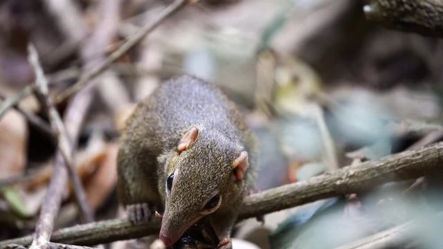 Northern Treeshrew perching on a branch.(Scientific Name : Tupaia belangeri)