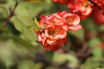 Fototapeta premium red flowers on the branches flowering chaenomeles, Red Japanese quince flowers
