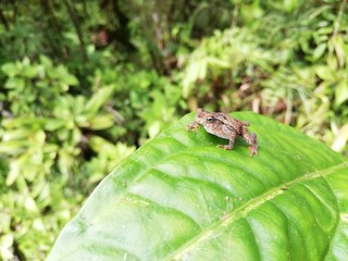 frog on leaf