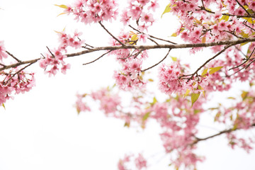 Beautiful cherry blossom or sakura in spring time over  sky