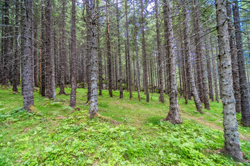 Obraz premium Beauty landscape forest near Trollstigen in Norway, Scandinavia