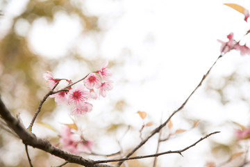 Beautiful cherry blossom or sakura in spring time over  sky