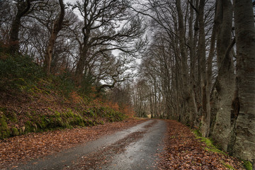 Fototapeta na wymiar An avenue of European Beech or Common Beech, Fagus sylvatica, lining a single track road taken in winter near Plockton, Scotland. 29 December 2019