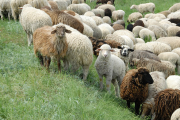 Obraz premium A flock of sheep grazes in a spring meadow.