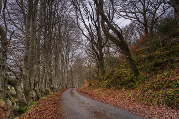 An avenue of European Beech or Common Beech, Fagus sylvatica, lining a single track road taken in winter near Plockton, Scotland. 29 December 2019