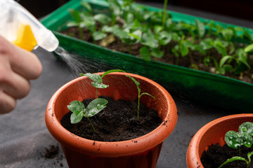 Girl watering seedlings planted in plastic flower pots. Growing seedlings.