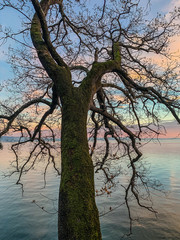 Silhouette of tree branches on the sea background