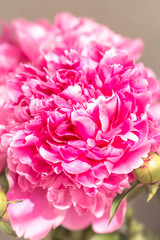 floral theme: pink peony background, bright natural petals close up