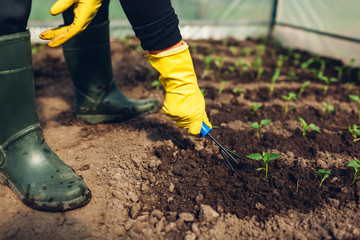 Farmer loosening soil among pepper seedlings in spring greenhouse. Agriculture