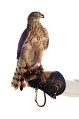 The art of falconry