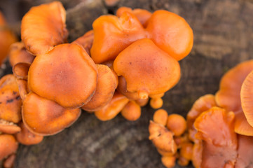 autumn mushrooms growing on a stump in the forest. 