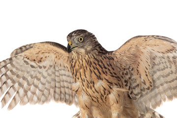 A goshawk, beautiful bird