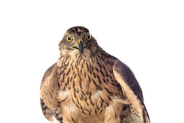A goshawk, beautiful bird