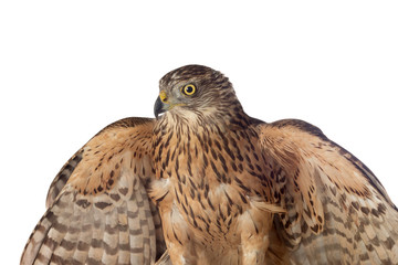 A goshawk, beautiful bird