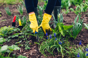 Naklejka premium Farmer loosening soil with hand fork among spring flowers in garden. Taking care of plants