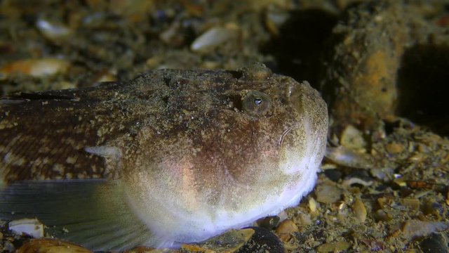 Bottom fish Atlantic stargazer (Uranoscopus scaber) lures prey with a worm-like tongue movement, close-up.