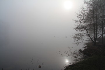 Swan on a misty morning lake