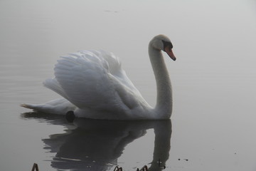 Swan on a misty morning lake
