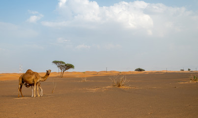 Fototapeta na wymiar camle in the wilderness of the desert spooted during a desert safari 