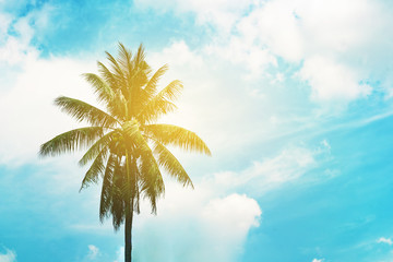 summer palm tree