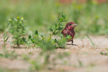 A Purple Finch foraging in grass