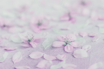Fototapeta na wymiar Apple blossoms spring background lilac toned