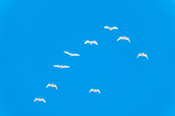 Flock of white cranes in the blue sky