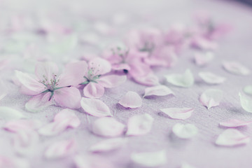 Obraz na płótnie Canvas Apple blossoms spring background lilac toned