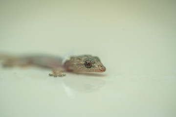 tiny lizard close up