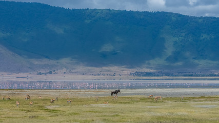 Tanzania, view of the Ngorongoro crater, beautiful landscape with different animals living together, gnus, antelopes, flamingos © Pascale Gueret
