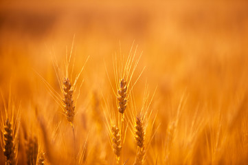 Wheat field. Ears of golden wheat close up. Beautiful Nature Sunset Landscape. Rural Scenery under Shining Sunlight. Background of ripening ears of wheat field. Rich harvest Concept. Label art design