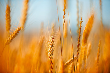 Wheat field. Ears of golden wheat close up. Beautiful Nature Sunset Landscape. Rural Scenery under...
