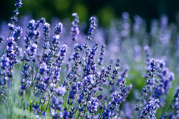 Lavender Field in the summer. Aromatherapy. Nature Cosmetics.