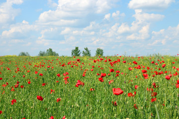 Fototapeta na wymiar Spring meadow with poppies flowers and blue sky landscape