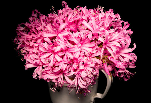 Le Nerine. Fiori tipici del periodo autunnale.