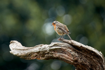 Robin on a tree trunk