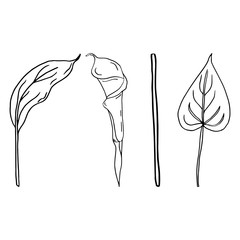 Calla flower contour line isolated on a white background. Set of black and white illustrations. Doodles. Elegant flowers for lovers, wedding, decoration, postcards. Vector