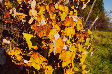 Vite fotografata in autunno.