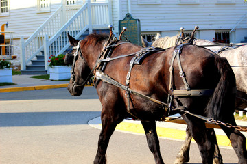 Beautiful Dark Brown Horse Walking on The Street.