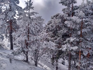 trees in snow
