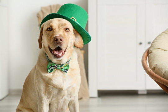 Cute dog with green hat at home. St. Patrick's Day celebration