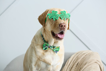 Cute dog sitting in armchair. St. Patrick's Day celebration