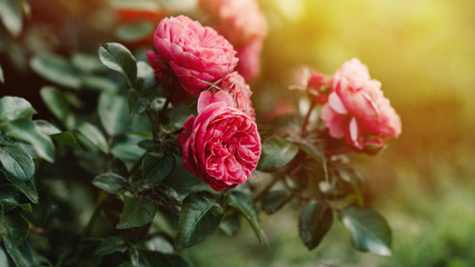 Moody bush of pink rose in garden, bright sunset light, floral background. Selective focus.